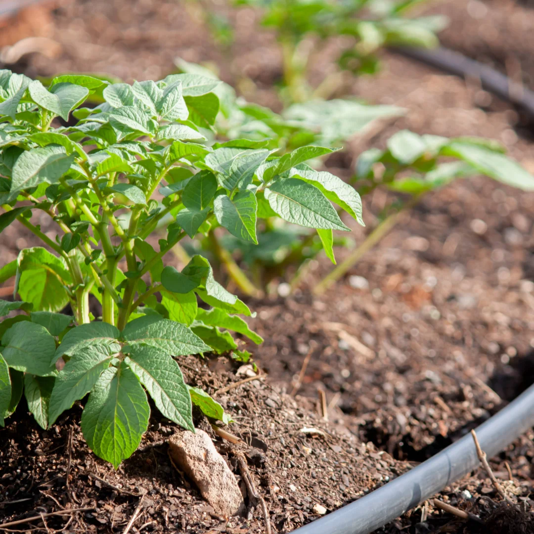 Afriq Dripline wall thickness durability comparison by Afriq Water