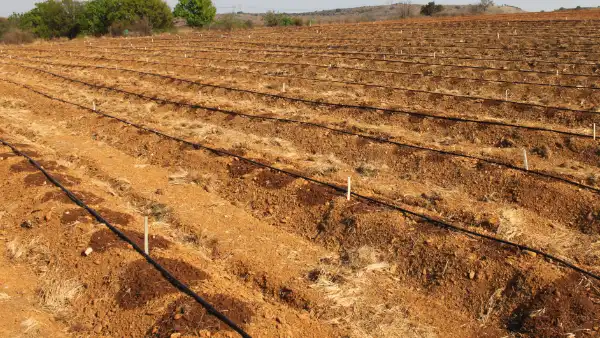 Afriq Water dripline irrigation in field dripping