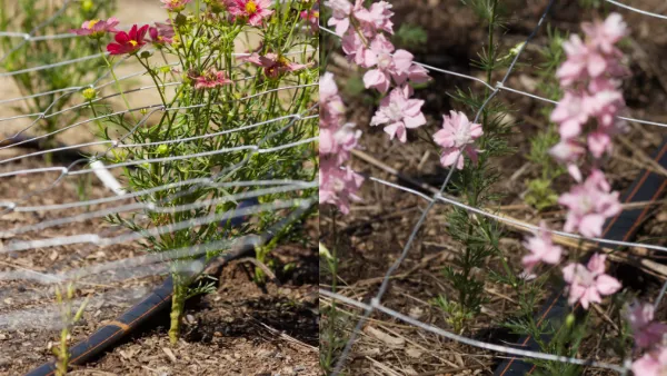 Afriq Dripline used to irrigate flowers and decorative gardens in South Africa