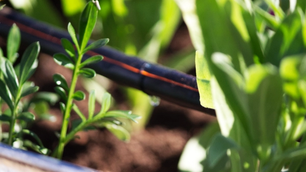 Afriq Dripline irrigation installed in raised vegetable beds
