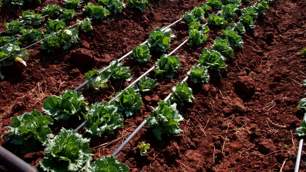 Afriq Dripline installed on soil surface with hooks