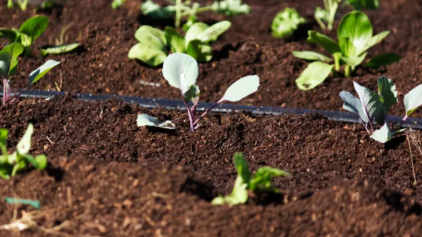 Afriq Dripline irrigation in a South African vegetable garden
