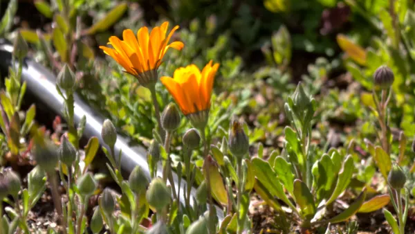 Afriq Dripline installed in dry South African farmland with clay soil