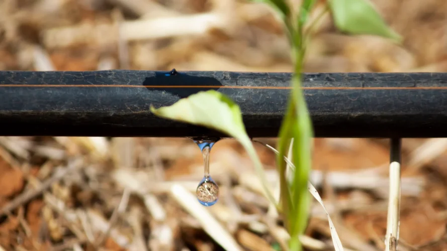 Afriq Water Afriq Drip Landscape Image Dripline over little seedling chilli plant