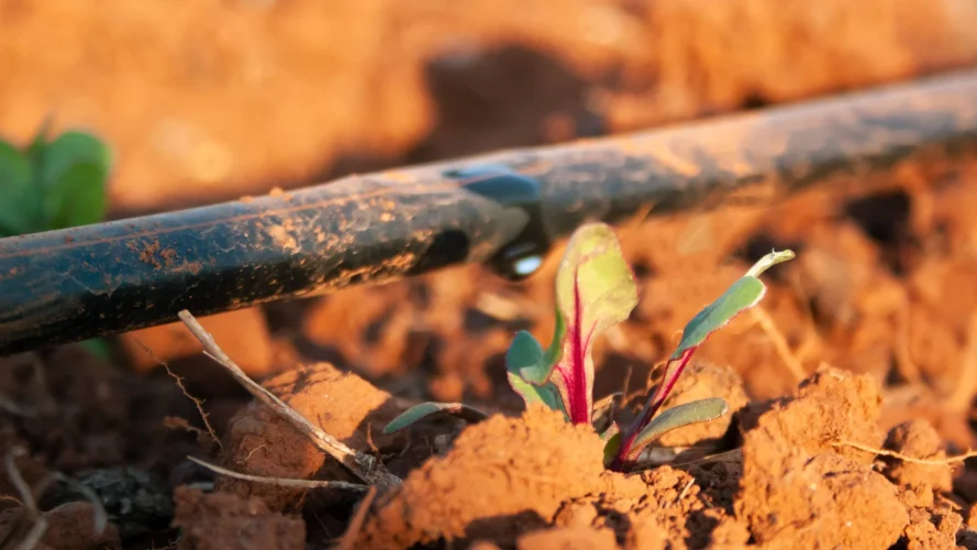 Afriq Water Afriq Drip Landscape Image Dripline over little seedling