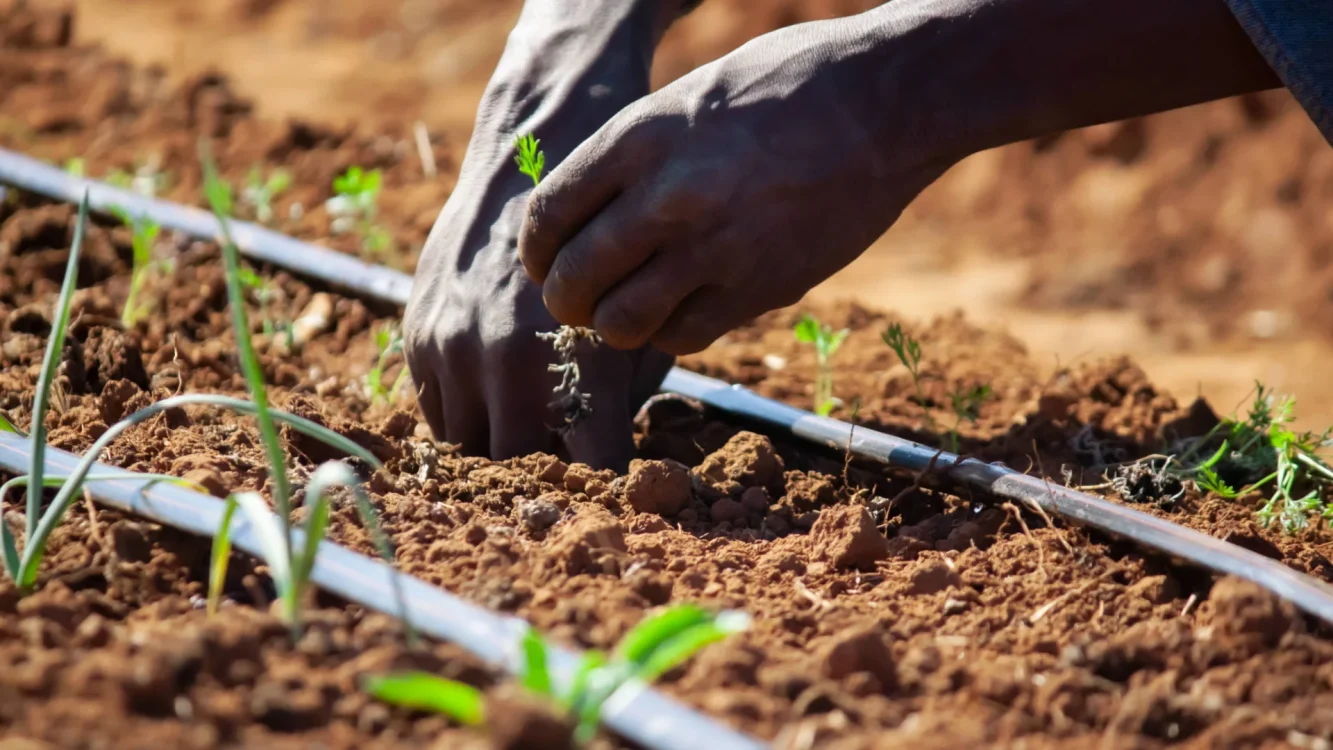 Afriq Water Afriq Drip Landscape Image carrot seedlings being planted next to dripline