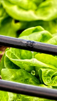 Afriq Water Afriq Drip Portrait Image Dripline over lettuce plants