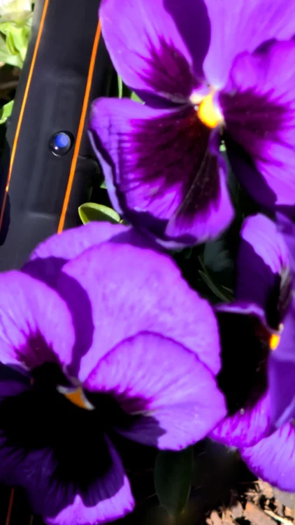 Afriq Water Afriq Drip Portrait Image Dripline over small pansy plants