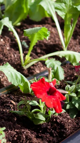 Afriq Water Afriq Drip Portrait Image Dripline red flowers and lettuce mixed garden